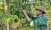 Son La fruit reaches out to the sea: Ensuring humidity, rotating crops on passion fruit land